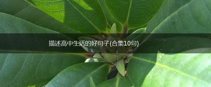 描述高中生活的好句子(合集10句),第1张