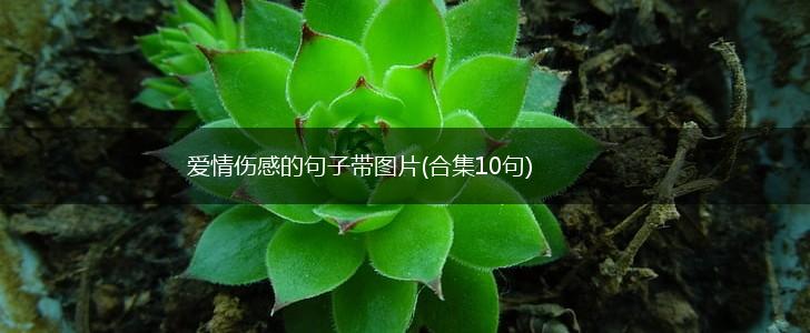 爱情伤感的句子带图片(合集10句),第1张