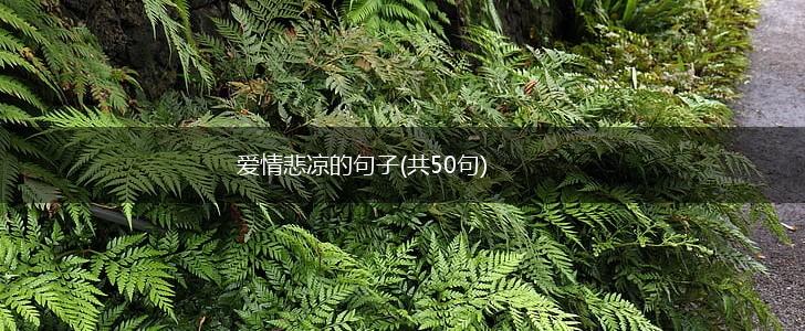 爱情悲凉的句子(共50句),第1张