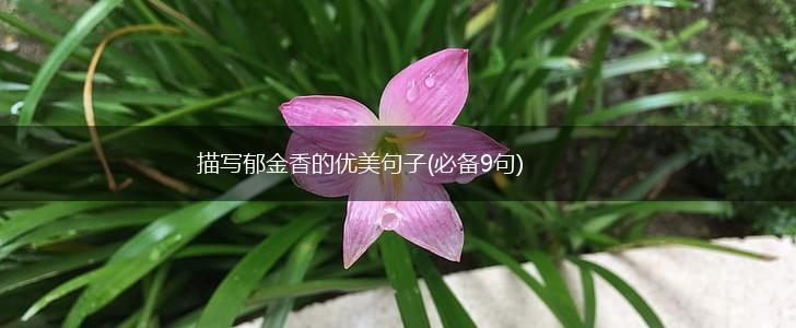 描写郁金香的优美句子(必备9句),第1张