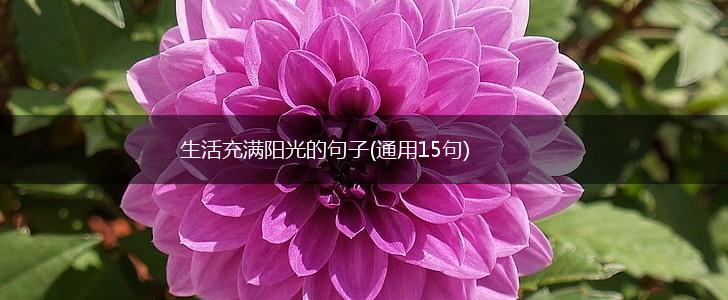 生活充满阳光的句子(通用15句),第1张