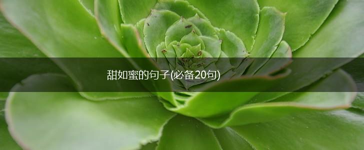 甜如蜜的句子(必备20句),第1张