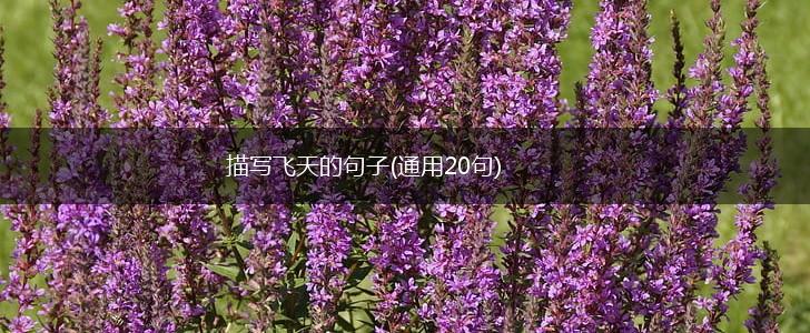 描写飞天的句子(通用20句),第1张