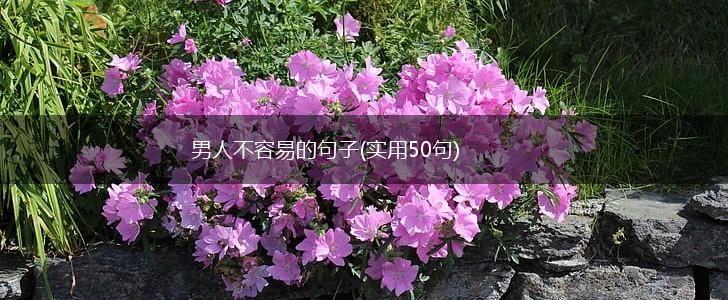 男人不容易的句子(实用50句),第1张