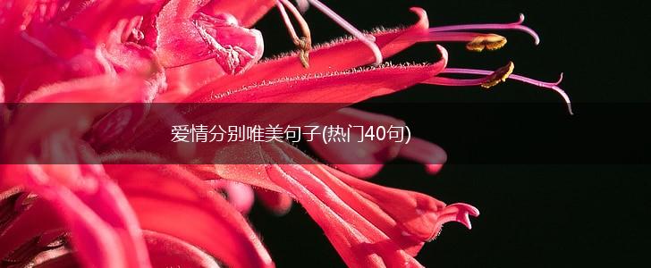 爱情分别唯美句子(热门40句),第1张