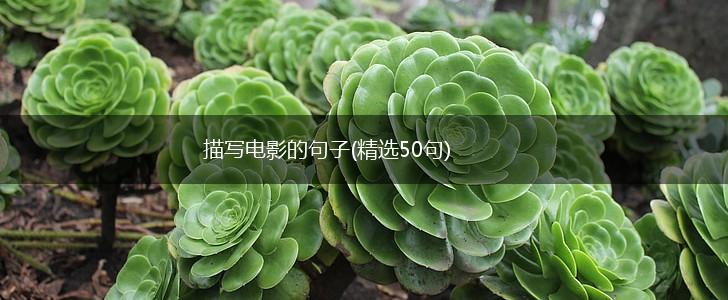 描写电影的句子(精选50句),第1张