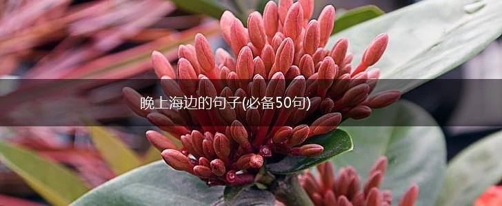 晚上海边的句子(必备50句),第1张