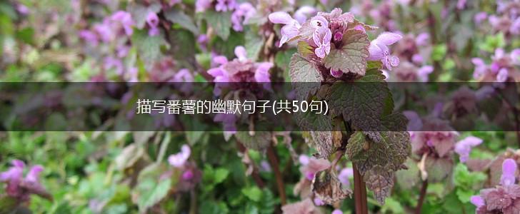 描写番薯的幽默句子(共50句),第1张