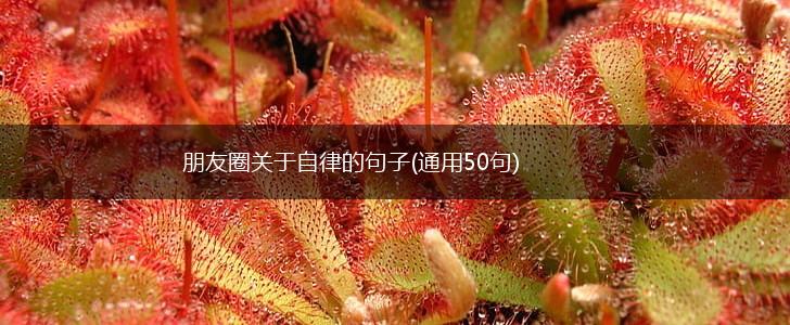 朋友圈关于自律的句子(通用50句),第1张
