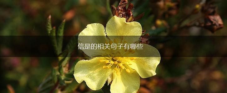 信是的相关句子有哪些,第1张