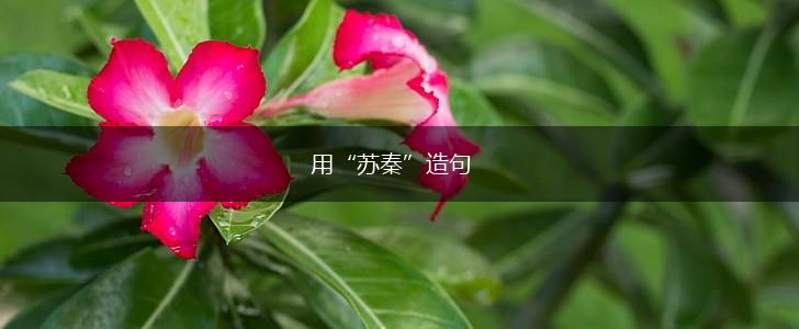 用“苏秦”造句,第1张