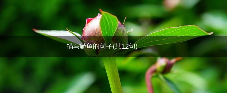 描写鲈鱼的句子(共12句),第1张