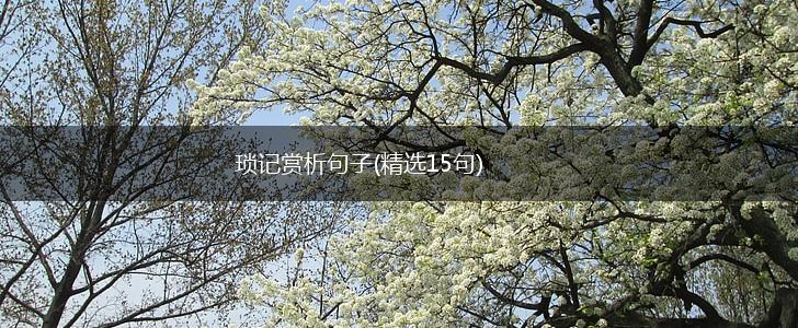 琐记赏析句子(精选15句),第1张