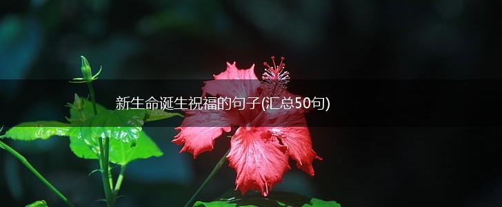 新生命诞生祝福的句子(汇总50句),第1张