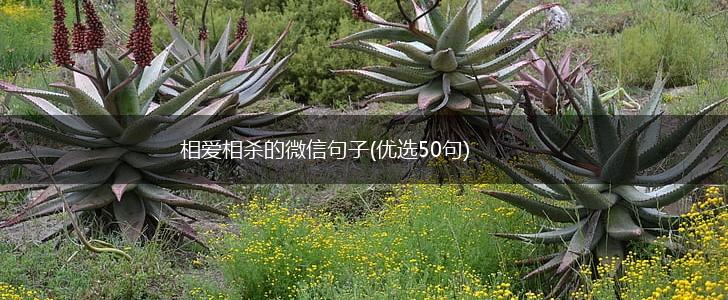 相爱相杀的微信句子(优选50句),第1张