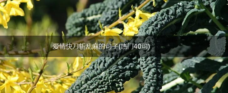 爱情快刀斩乱麻的句子(热门40句),第1张