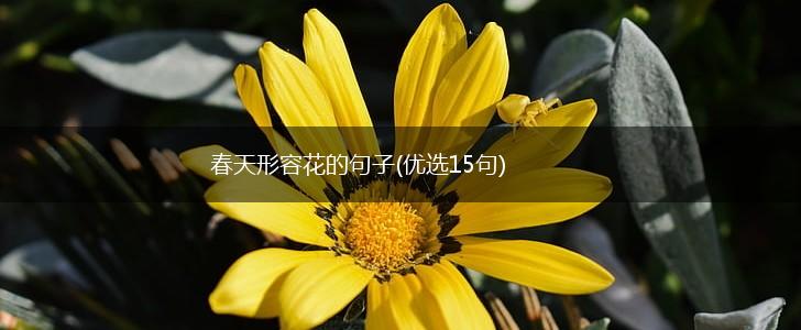 春天形容花的句子(优选15句),第1张