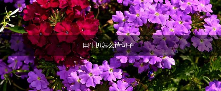 用牛扒怎么造句子,第1张 用牛扒怎么造句子,第1张
