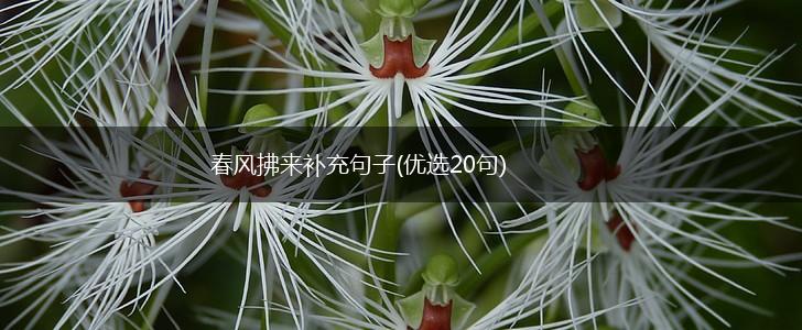 春风拂来补充句子(优选20句),第1张