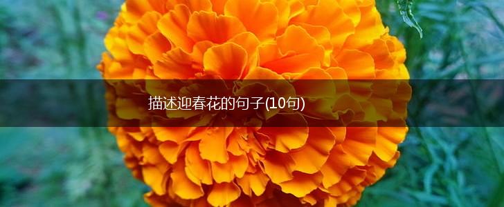 描述迎春花的句子(10句),第1张