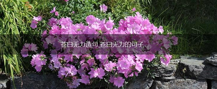 苍白无力造句 苍白无力的句子,第1张