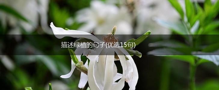 描述绿植的句子(优选15句),第1张