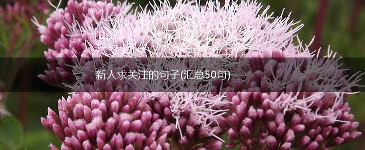 新人求关注的句子(汇总50句),第1张
