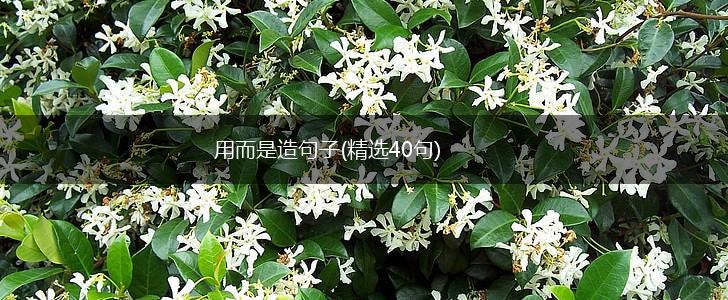 用而是造句子(精选40句),第1张