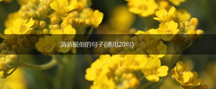 清新脱俗的句子(通用20句),第1张