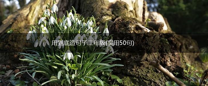 用到底造句子二年级(实用50句),第1张