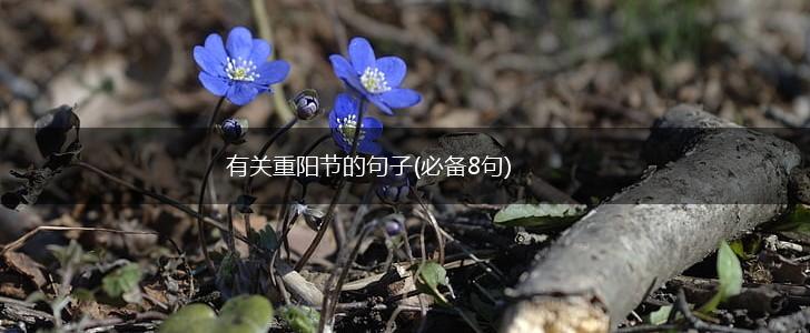 有关重阳节的句子(必备8句),第1张