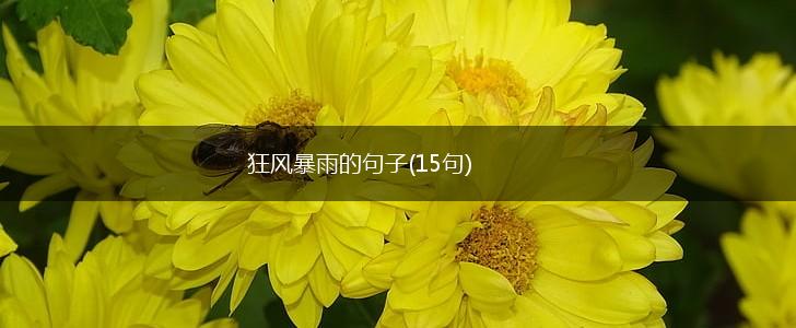 狂风暴雨的句子(15句),第1张