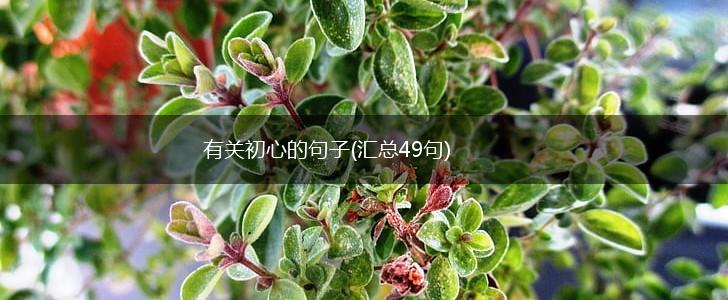 有关初心的句子(汇总49句),第1张