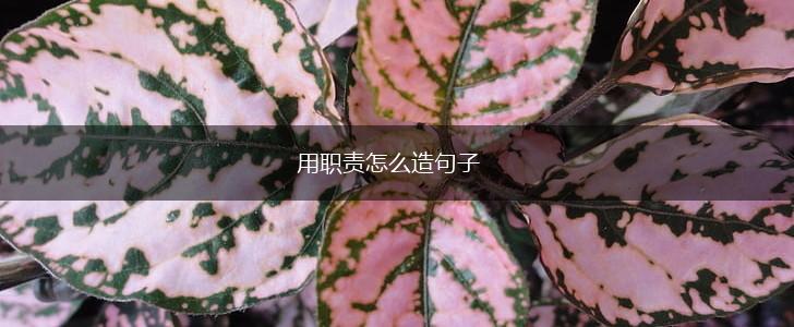 用职责怎么造句子,第1张 用职责怎么造句子,第1张