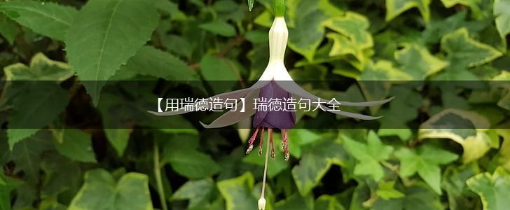 【用瑞德造句】瑞德造句大全,第1张 【用瑞德造句】瑞德造句大全,第1张
