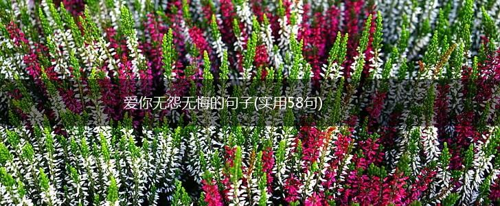 爱你无怨无悔的句子(实用58句),第1张