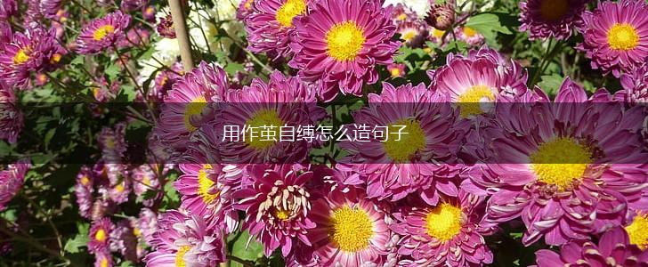 用作茧自缚怎么造句子,第1张 用作茧自缚怎么造句子,第1张