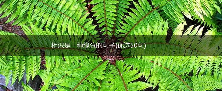 相识是一种缘分的句子(优选50句),第1张