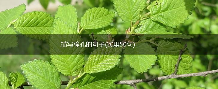 描写瞳孔的句子(实用50句),第1张