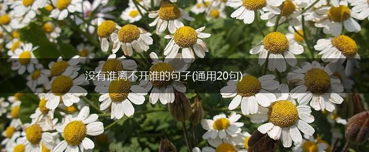 没有谁离不开谁的句子(通用20句),第1张