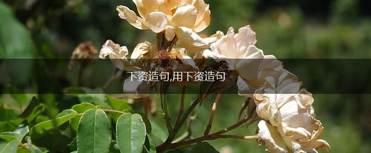 下资造句,用下资造句,第1张 下资造句,用下资造句,第1张