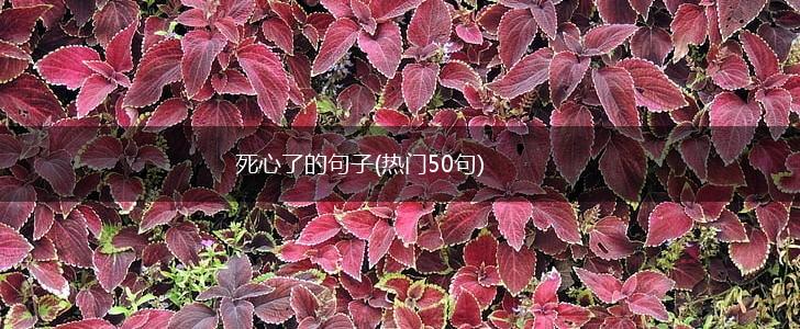 死心了的句子(热门50句),第1张