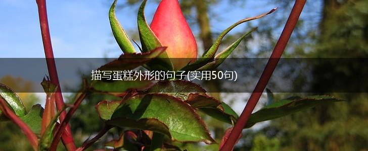 描写蛋糕外形的句子(实用50句),第1张