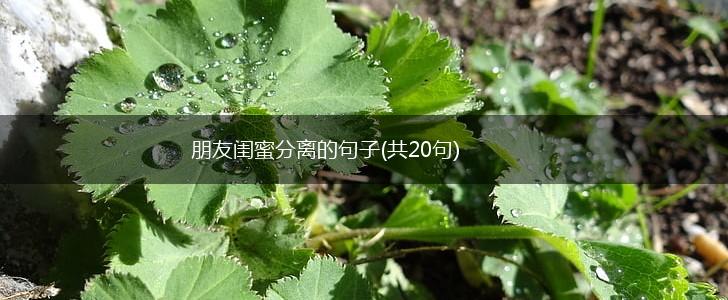 朋友闺蜜分离的句子(共20句),第1张