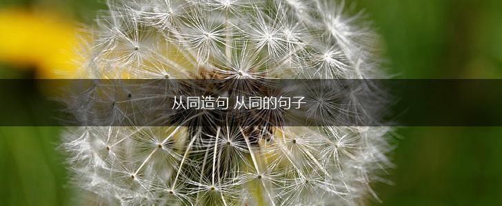 从同造句 从同的句子,第1张