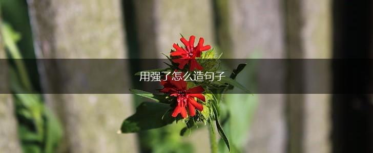 用强了怎么造句子,第1张 用强了怎么造句子,第1张