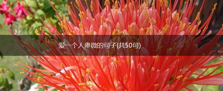 爱一个人卑微的句子(共50句),第1张