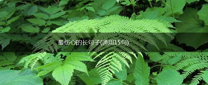 最伤心的长句子(通用15句),第1张
