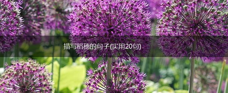 描写稻穗的句子(实用20句),第1张