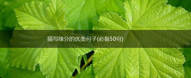 描写缘分的优美句子(必备50句),第1张